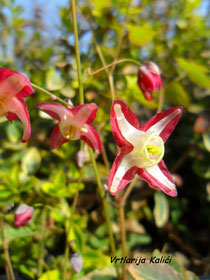 Epimedium x rubrum