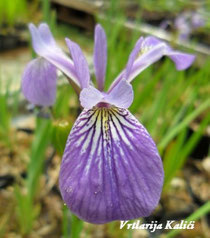 Iris versicolor