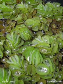 Salvinia