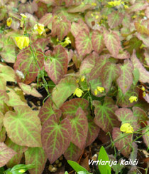 Epimedium "Frohenlaiten"