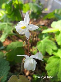 Epimedium "Niveum"