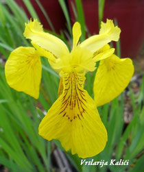 Iris pseudacorus