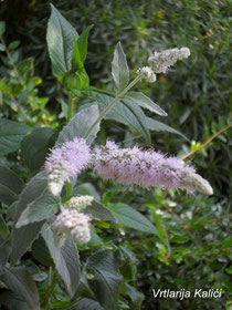 Mentha longifolia "Buddleja"