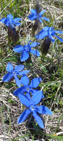 Neben strahlend blauem Himmel und aufgewirbeltem Staub strahlt am Rand der Schotterpiste  der unverkennbare Enzian.