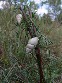 Große Turmschnecke