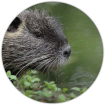 Nutria