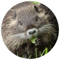 Nutria