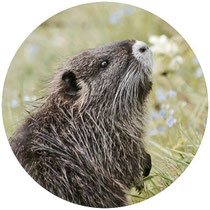 Nutria