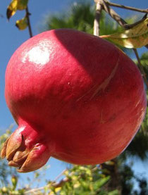 Granada fruta