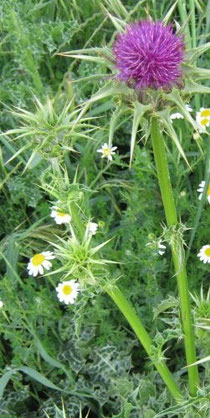 Le Cardo de la Val di Cornia