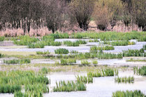 Feuchtgebiet in der Umgebung von Lich