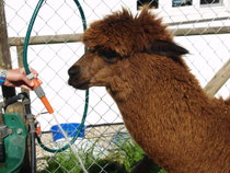Tiergestützte Fördermaßnahmen