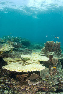 高水温などで起きるサンゴの白化現象（＊写真はイメージです）