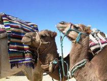 Dromedarios en el Sáhara