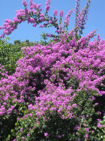 Bougainvillie in unserem Garten