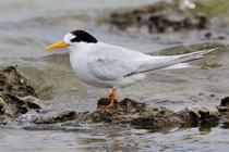 Adult Fairy Tern