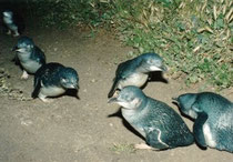 Little Penguins