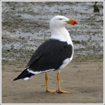 Pacific Gull