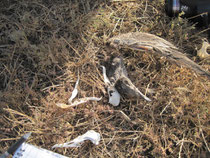 Shearwater remains