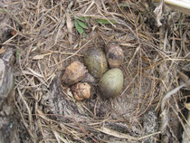Nest of Silver Gull, Heron Island, Great Barrier Reef