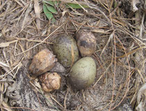 Silver Gull nest with eggs