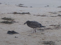 Immature Pacific Gull