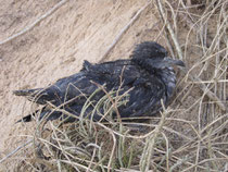 Beach washed shearwater