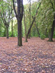 En forêt MP 23 août 2005