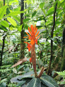 Blühendes Panama
