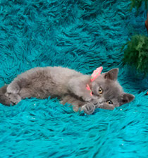 Голубая плюшевая девочка свободна #вислоухиекотята #плюшевая