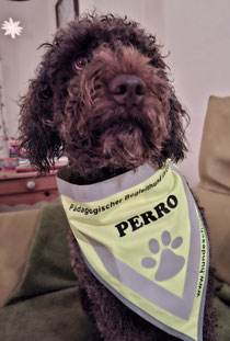 Perro ist jetzt "Pädagogischer Begleithund"