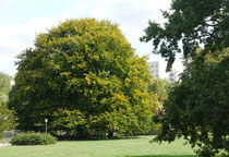 Wörlitzer Park