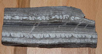 Schlangengips