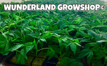 strong and healthy cannabis clones 