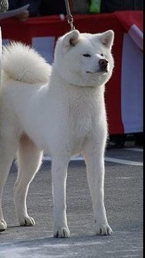 白の秋田犬 Akitainu Ohminonaha ページ 白の秋田犬 Akitainu Ohminonaha ページ