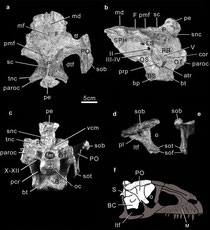 Cranial anatomy of Arcovenator escotae gen. et sp. nov. a–e, holotypic basicranium MHNA-PV-2011.12.1 with its right postorbital, in dorsal (a), left lateral (b), posterior(c) views and right postorbital in lateral (d) and anterior (e) views. f, hypothetic