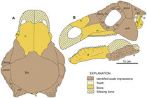 Drawing of Europelta carbonensis n. gen., n. sp., skull reconstruction.