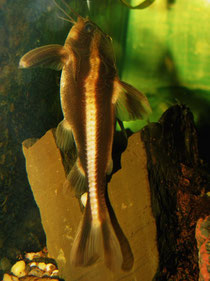 Liniendornwels (Platydoras costatus)