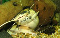 Clarias batrachus, Walking Catfish, Froschwelse