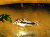 Lauras Interessen an Corydoras habrosus hatten sich auf andere Dinge verlagert...