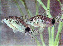 Corydoras caudimaculatus