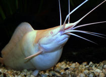 Clarias batrachus (Froschwels, Walking Catfish)