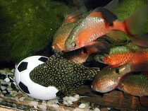 Fische, FIFA, Fußball