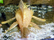 Goldancistrus (Ancistrus spec.)