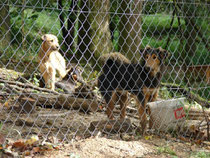 Ungarische Hunde aus dem Tierheim.