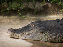 Max das Krokodil
