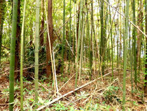 荒れた竹林