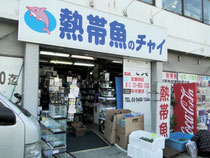 ■熱帯魚のチャイ、店頭の様子
