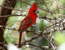 Cardenal guajiro