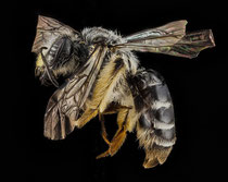 Sandbiene [zum Vergrößern bitte anklicken] Andrena_aliciae_USGS Native Bee Inventory and Monitoring Laboratory - Wikimedia 2012